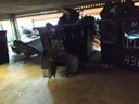 Mando intermitentes - Ford Courier (1.8D (60 cv))