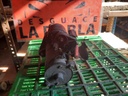 Motor de arranque - Ford Focus Hatchback I (1.6 16V (100 cv)) (1999)