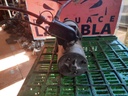 Motor de arranque - Fiat Punto Cabrio (176C) (1.2 i (60 cv))
