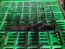 Inyector - Citroen Xsara Picasso (N68) (2.0 HDI (109 cv))